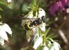Ancistrocerus sp.